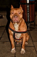 Kullanıcı avatarı