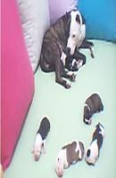 Kullanıcı avatarı